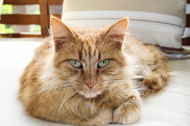 Australian Photography - Farm Cat