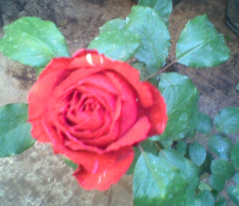 The Red Rose