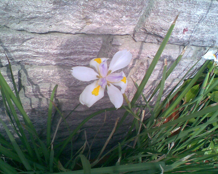 african white iris