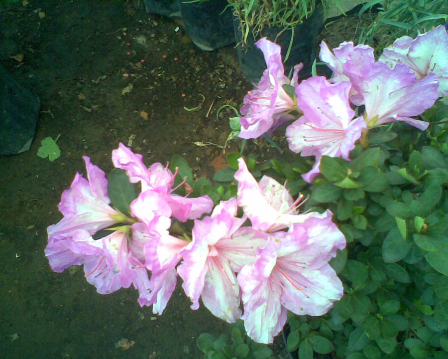 Azaleas