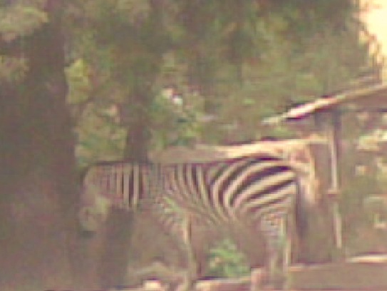 Zebra