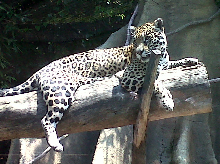 Jaguar