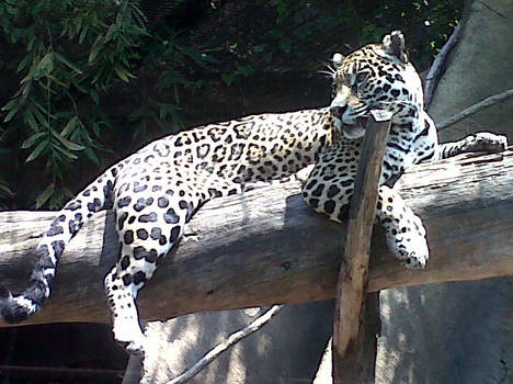 Jaguar