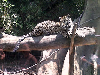 Jaguar