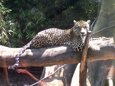 Jaguar