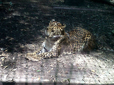 Jaguar