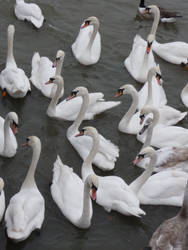 swans