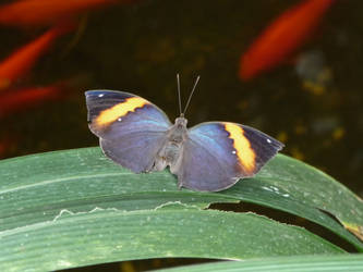 Butterfly near pond