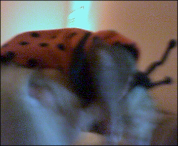 Kiba ladybug costume 2