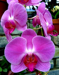 Orchid1