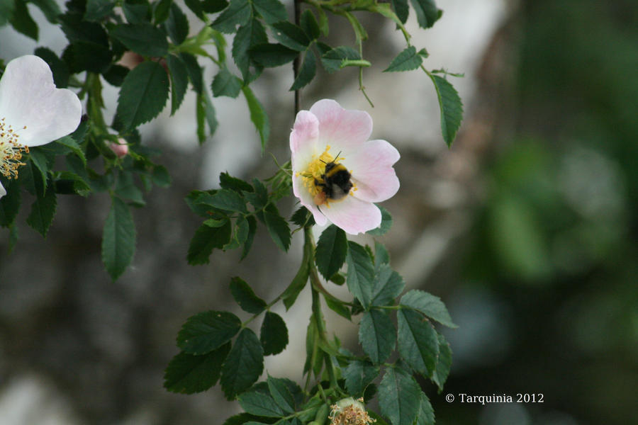 Rosa canina: Visitor