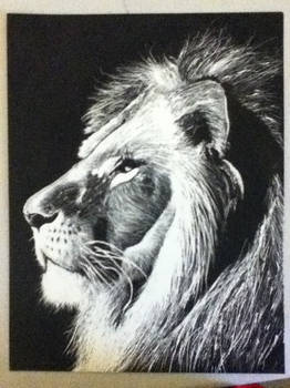 Scratchboard Lion