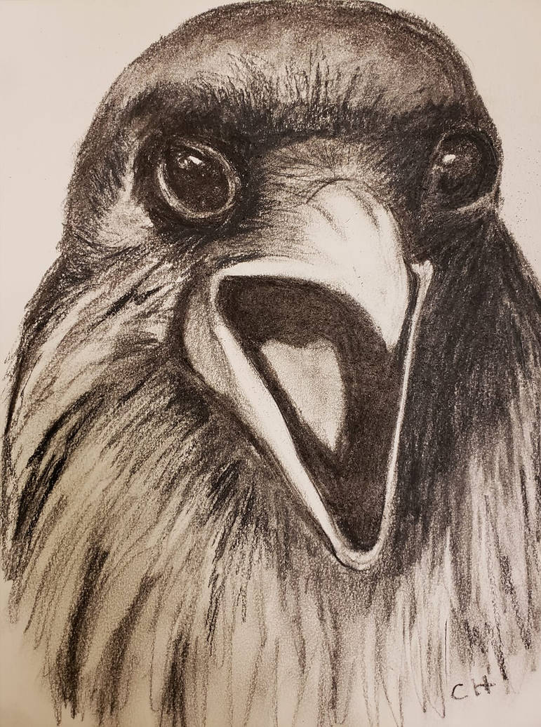 Raven Study by CherylAnnHunter on DeviantArt