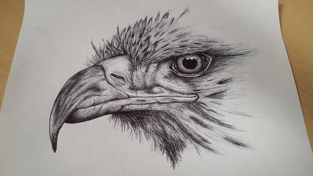 eagle sketch