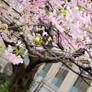 Under the cherry blossom tree.