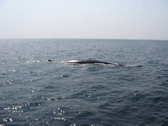 Finback Whale