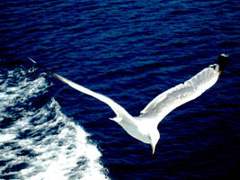 Flying seagull