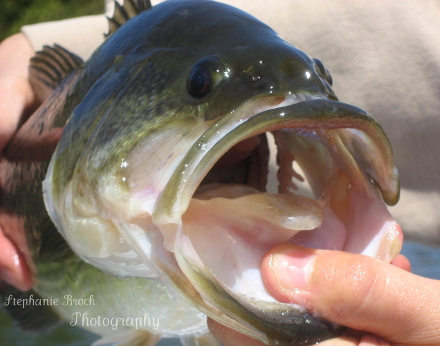 Big Mouth Bass