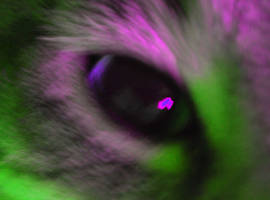 Cat Eye 1