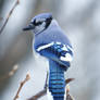 Blue Jay