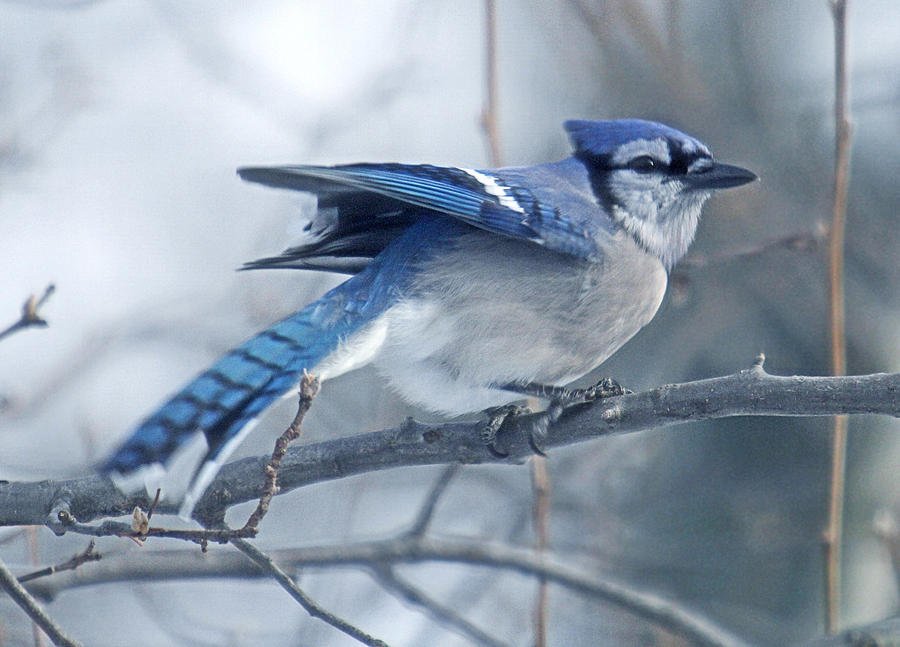 BlueJay Bird by daveant