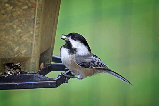 Black-capped chickadee