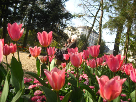 Tulips and Benches