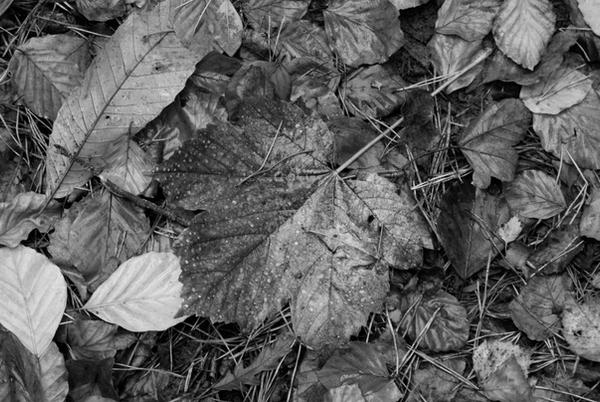 Insane Colorless Image Colourless world by JenSaber on DeviantArt