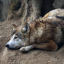 India, Tibetan wolf