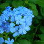 Cerulean Hydrangea