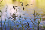 River Side by AliCat2011