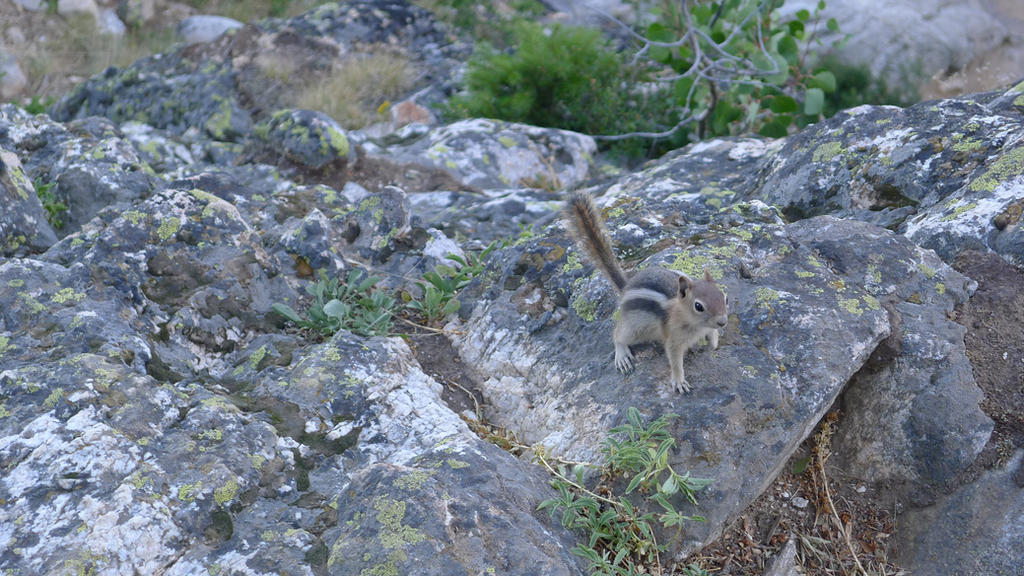 Chipmunk Shadow Chipmunk in the shadow of the Tetons by coridom on DeviantArt