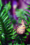 Snail - After the rain by Alabastra