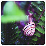 Over the rainbow - snail by Alabastra