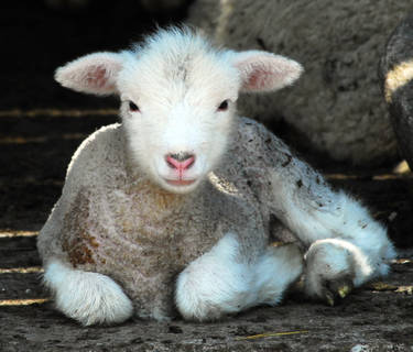 Lamb