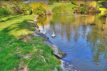  private duck pond IMGP1690-imp