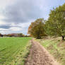 333 Heidberg Series (18) - Path along Autumn Trees