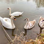 Swans at Milsers Lake, Only two Youngsters Left 4