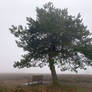 Sylt 2021 (3828) Outside Kupferkanne, FavoTree