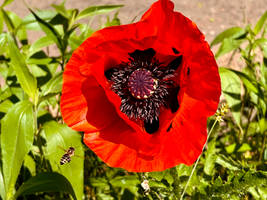 im Anflug auf Poppy-Station 