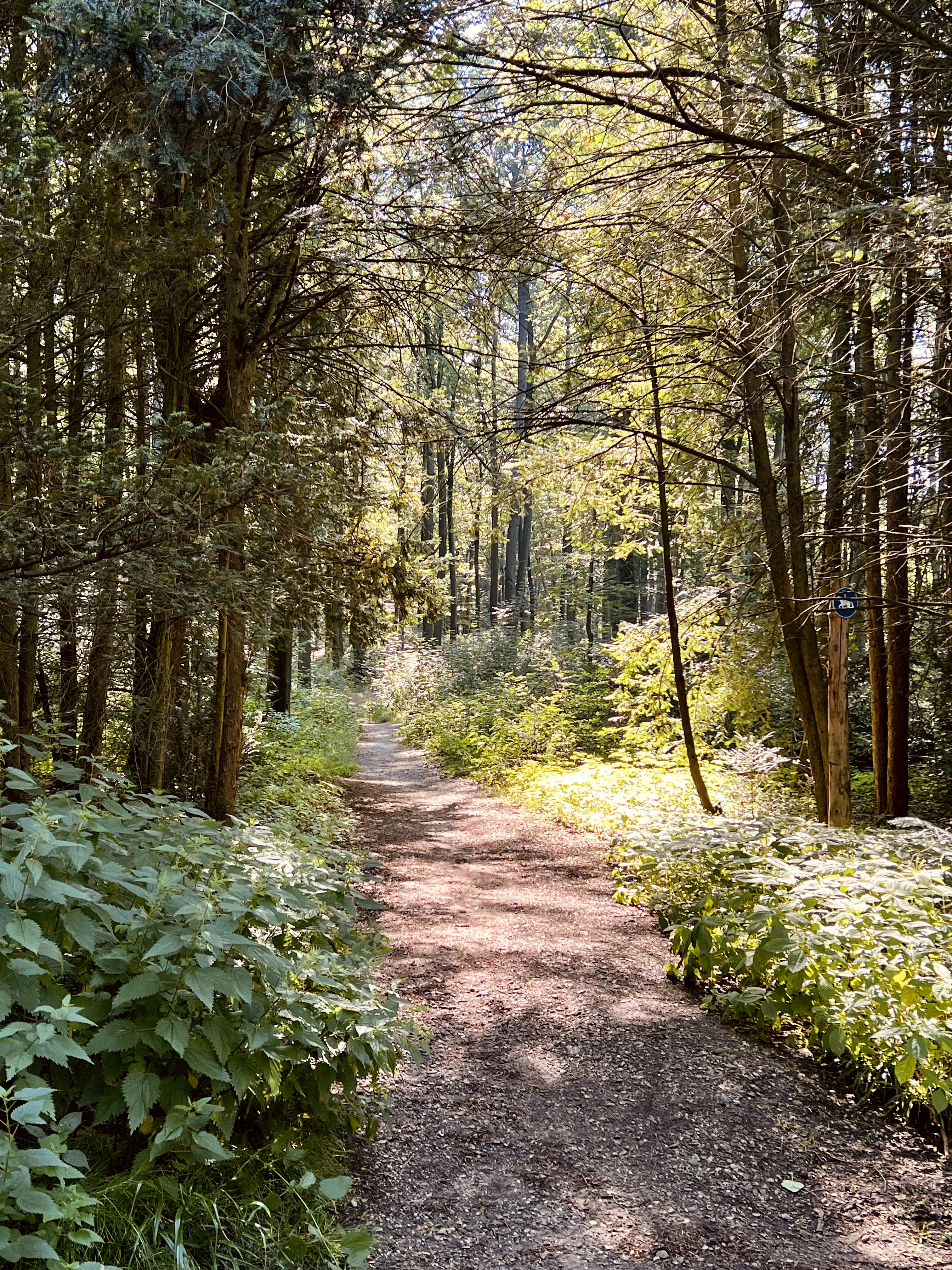 In the forest by blumilein on DeviantArt in 2023