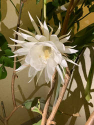 Dutchmans pipe cactus Epiphyllum oxypetalum 