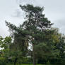 Rheinberg City Park - Pine Tree