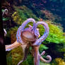 Eyeglasses of the Octopus, Aquazoo Dusseldorf  (2)