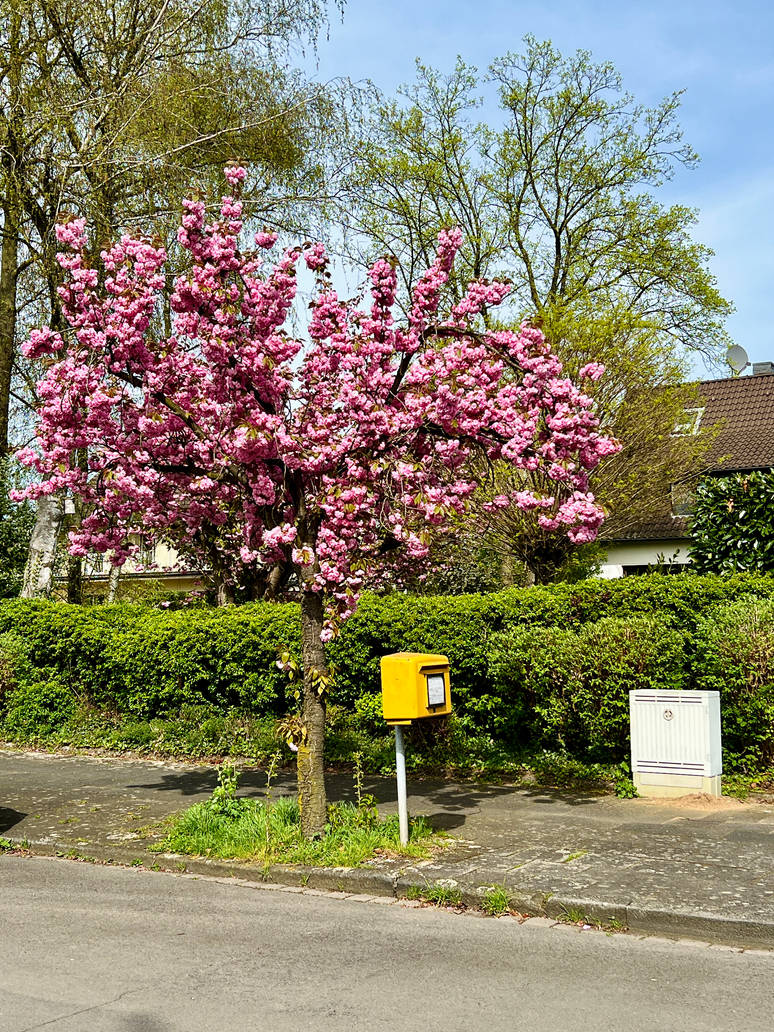 Cherry Blossom Mania (04) 333 Trees by derwahrehorst on DeviantArt