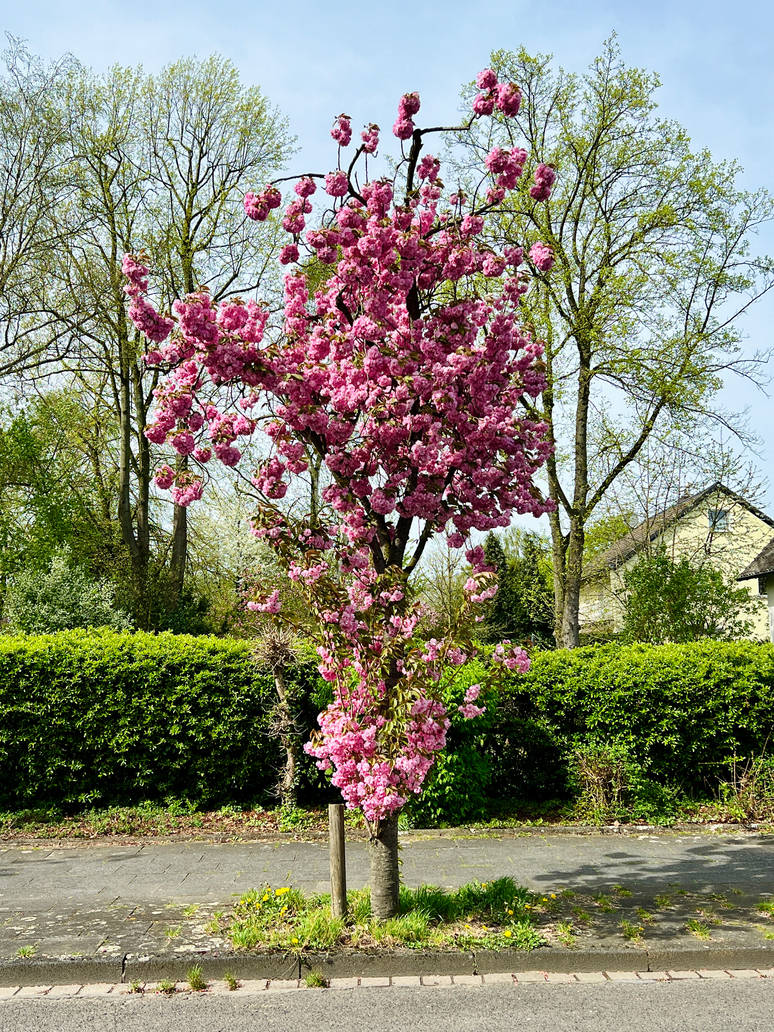 Cherry Blossom Mania (05) 333 Trees by derwahrehorst on DeviantArt