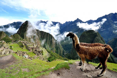 Machu picchu