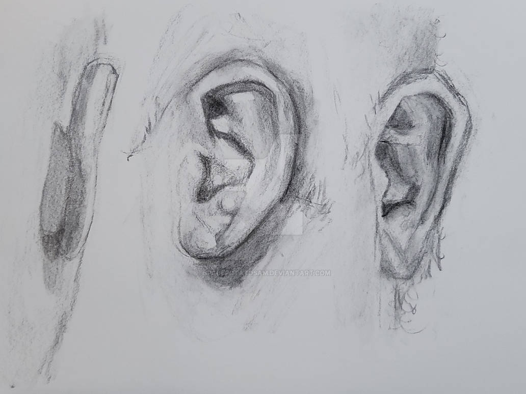 Ear Study - 3 views by spacepotatosam on DeviantArt