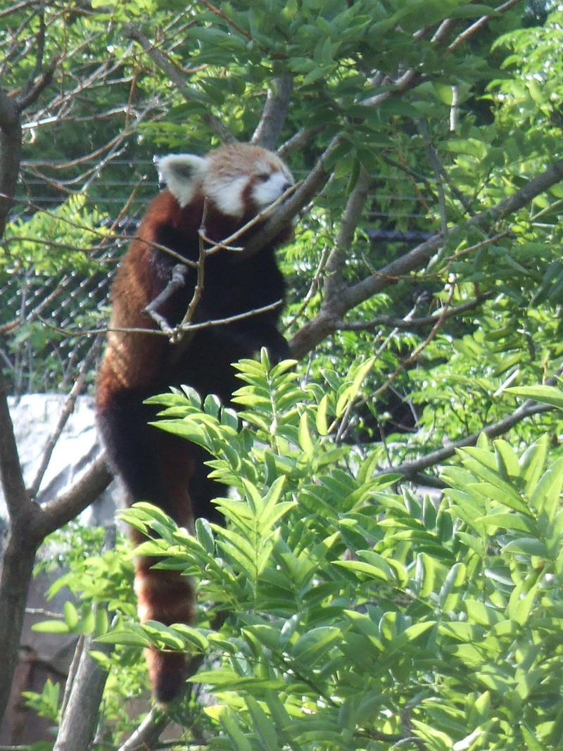 Red Panda - Napping