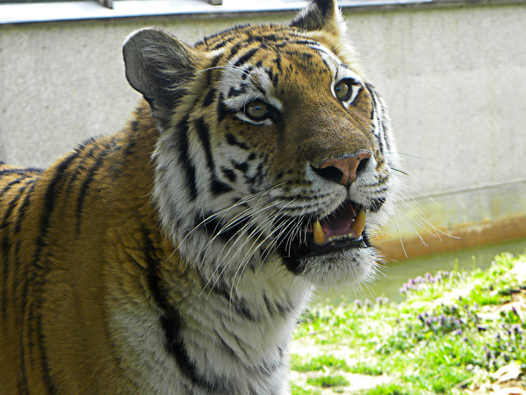 Sumatran Tiger